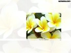 Picture for song 'shayad yehi to pyar hai' by artist 'PASSANG'