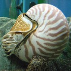 Picture for song 'Nautilus' by artist 'Phi Sequence'