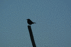 Picture for song 'backtrace' by artist 'planet Beyond'