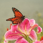 Picture for song 'Wings Of A Butterfly' by artist 'pLecTruM'