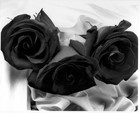 Picture for song '106- Black Roses (demo) w. Jermiside' by artist 'Rana Pinya 2009'