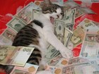 Picture for song 'Stoned (On A Spending Spree)' by artist 'Rasi Caprice (The 1st Rap President)'