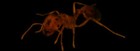 Picture for song 'Fire Ant' by artist 'Reedake'