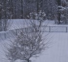 Picture for song 'Snow In Time for Christmas' by artist 'Richard Rayer'