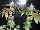 Picture for song 'Smokin that Herb' by artist 'Rizzlevision ent.'