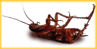 Picture for song 'RKF - Raid, Hustler, Roach Repellent' by artist 'Roach Killa Family'