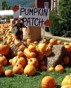 Picture for song 'The Pumpkin Patch At Druid Hills' by artist 'Robin And The Giant'