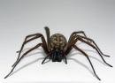 Picture for song '#169 The Spider (1997)' by artist 'Rob Lincoln'