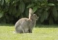 Picture for song '#269-Run Little Rabbit (2003)' by artist 'Rob Lincoln'