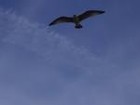 Picture for song '#73- Seabird (1985)' by artist 'Rob Lincoln'