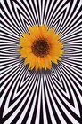 Picture for song 'Sunflower Song' by artist 'Sam Mixon'