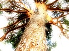 Picture for song 'The Song Of My Pine' by artist 'Sasha Luna'