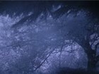 Picture for song 'Willow and the Wind' by artist 'Scott Kingston'