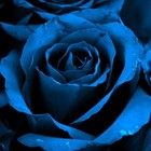 Picture for song 'Blue Rose' by artist 'SeanMurdz'
