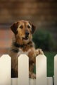 Picture for song 'Farewell My Friend' by artist 'Second-Hand Mutt'