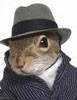 Picture for song 'Squirrelman' by artist 'Sidesaddle Cowboy'