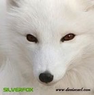 Picture for song 'Foxy' by artist 'Silverfox ( UK )'