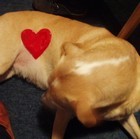 Picture for song 'razum & ljubav' by artist 'SLADKA'