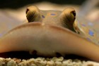 Picture for song 'Stingray's Apology, I'm So So So Very Sorry Steve' by artist 'Songs For Tropical Fish'