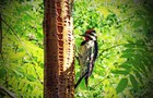 Picture for song 'I'm a Woodpecker - FINAL' by artist 'Southpawl'