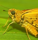 Picture for song 'The moths (1997)' by artist 'Sprenger-Egeri'