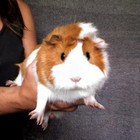 Picture for song 'Guinea Pig Love' by artist 'Squeaky Squeak'