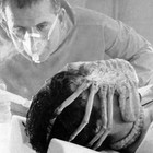 Picture for song 'instrumental of sras *unknow speciez*' by artist 'sras'