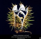 Picture for song 'Weirlooney' by artist 'Stalker Star'