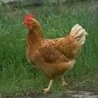Picture for song 'Vente Pollo Y Uno Pavo (mix 1.1)' by artist 'Steven Schrope'