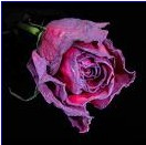 Picture for song 'The Ballad of Tired Marie' by artist 'Stoddy Blackall'