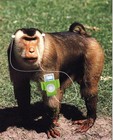 Picture for song 'Hip-Hop Monkey REMIX' by artist 'Storm Squad Records'