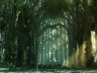 Picture for song 'Enchanted Forest - Orchestral - Intro' by artist 'Studio J'