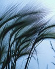 Picture for song 'The Gentle Wind - Solo Piano' by artist 'Studio J'