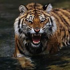 Picture for song 'Tiger' by artist 'Tabasco Bob'