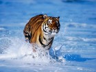 Picture for song 'DBG Jazz Tiger' by artist 'Tag Bennett'