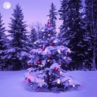 Picture for song 'WHITE CHRISTMAS (cover)' by artist 'tamsnumber4'