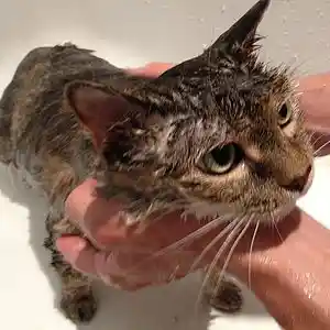 Picture for song 'Twinpeaks Reloaded' by artist 'Test VIP Account'