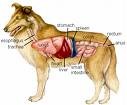 Picture for song 'Anatomy of a Dog (original version)' by artist 'The Al Love Experience'