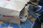Picture for song 'Bag of tin cat (DIFUZOR-rmx)' by artist 'The Big Beautiful Nothing'