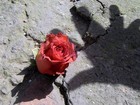 Picture for song 'Rose From the Concrete' by artist 'TheGoldenChild731'