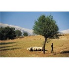 Picture for song '03 My Sheep Hear My Voice.MP3' by artist 'The Living Word'