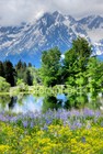 Picture for song 'Springtime in the Rockies' by artist 'The Love Family'