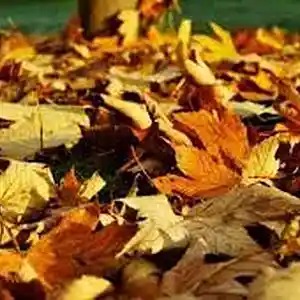 Picture for song 'Autumn Leaves' by artist 'The Markdanyells'
