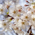 Picture for song 'Dances with Flaws' by artist 'The Markdanyells'