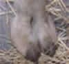 Picture for song 'The Camel Toe Shuffle' by artist 'The Useless Eaters'