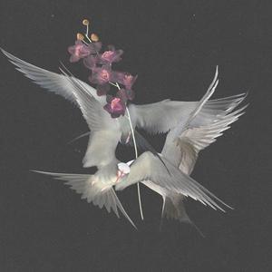 Picture for song '*NEW* Birds - (BUY 1 GET 3 FREE) [1]' by artist 'The Wave Beats'