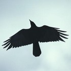 Picture for song 'Urban Hymn' by artist 'Three Crows South'