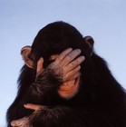 Picture for song 'Indignities We Bear' by artist 'Tom More'