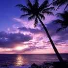 Picture for song 'Paradise - Free DL -' by artist 'TRUSTTHADJ'