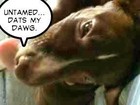 Picture for song 'DemRealNyggaz' by artist 'UNTAMED MUSIC PRODUCTIONS'